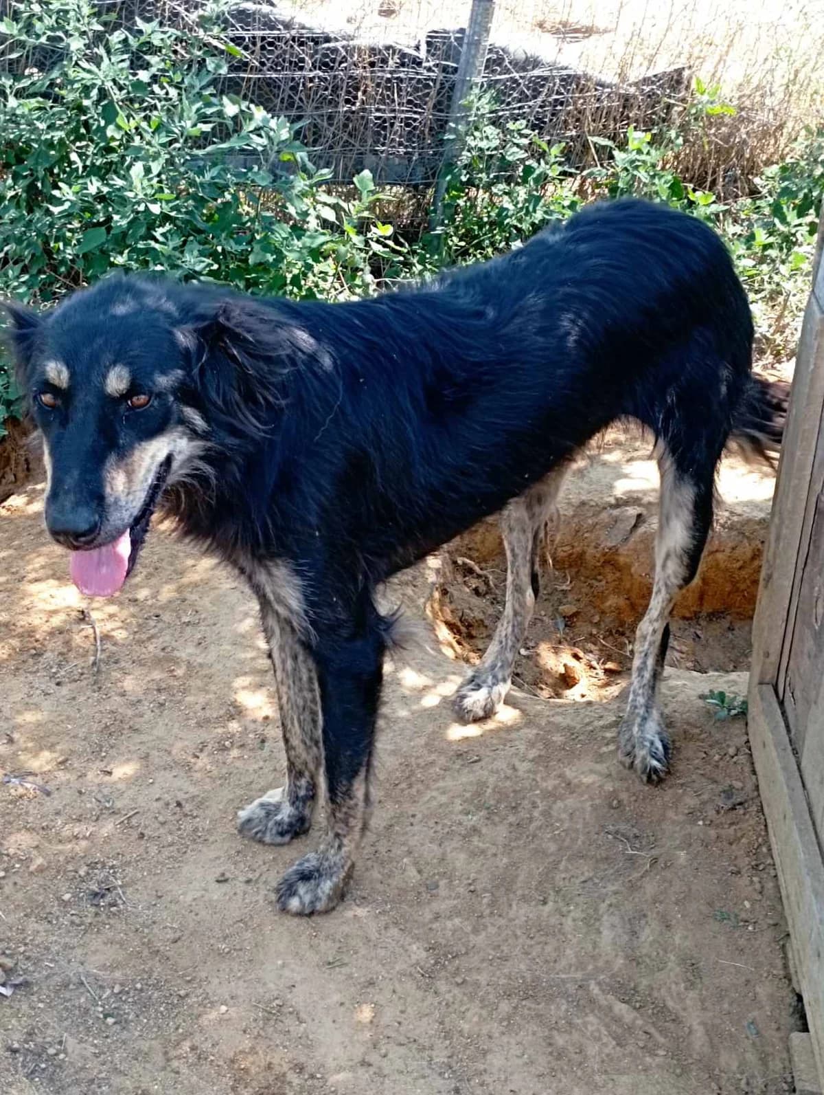 Oktavia (Οκτάβια),  Mixed Breed for adoption at Αδέσποτοι Φίλοι Ξάνθης, Ξάνθη
