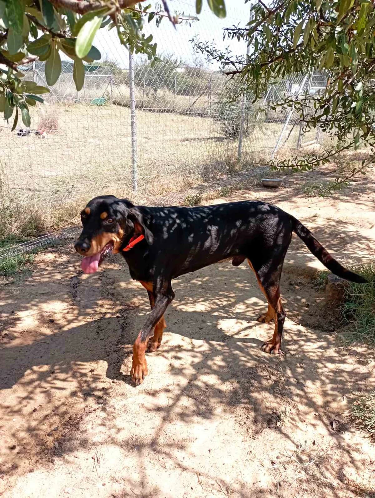 Martin (Μάρτιν),  Mixed Breed for adoption at Αδέσποτοι Φίλοι Ξάνθης, Ξάνθη
