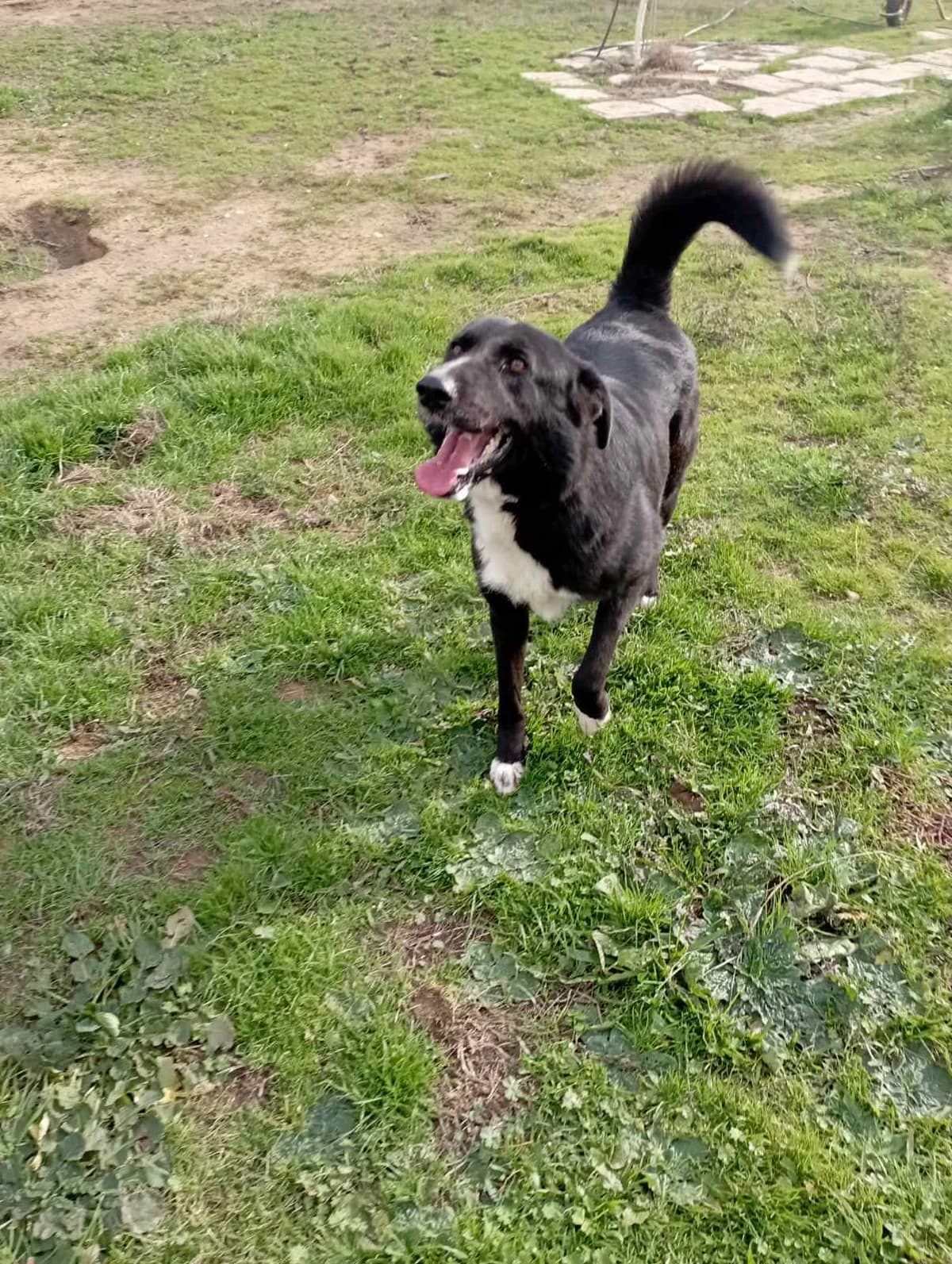 Nala (Νάλα),  Mixed Breed for adoption at Αδέσποτοι Φίλοι Ξάνθης, Ξάνθη