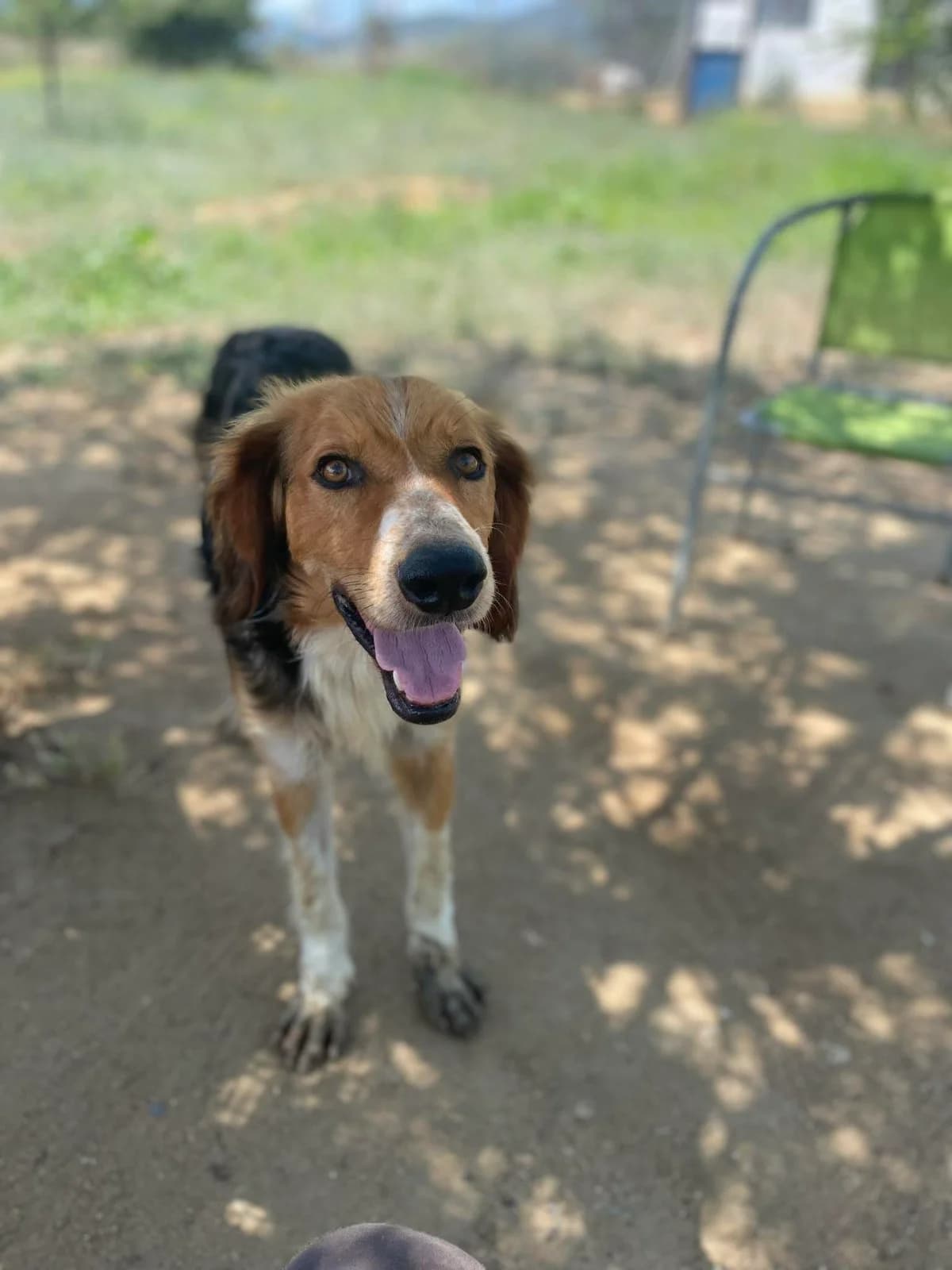 Tsimplas (Τσίμπλας),  Mixed Breed for adoption at Αδέσποτοι Φίλοι Ξάνθης, Ξάνθη