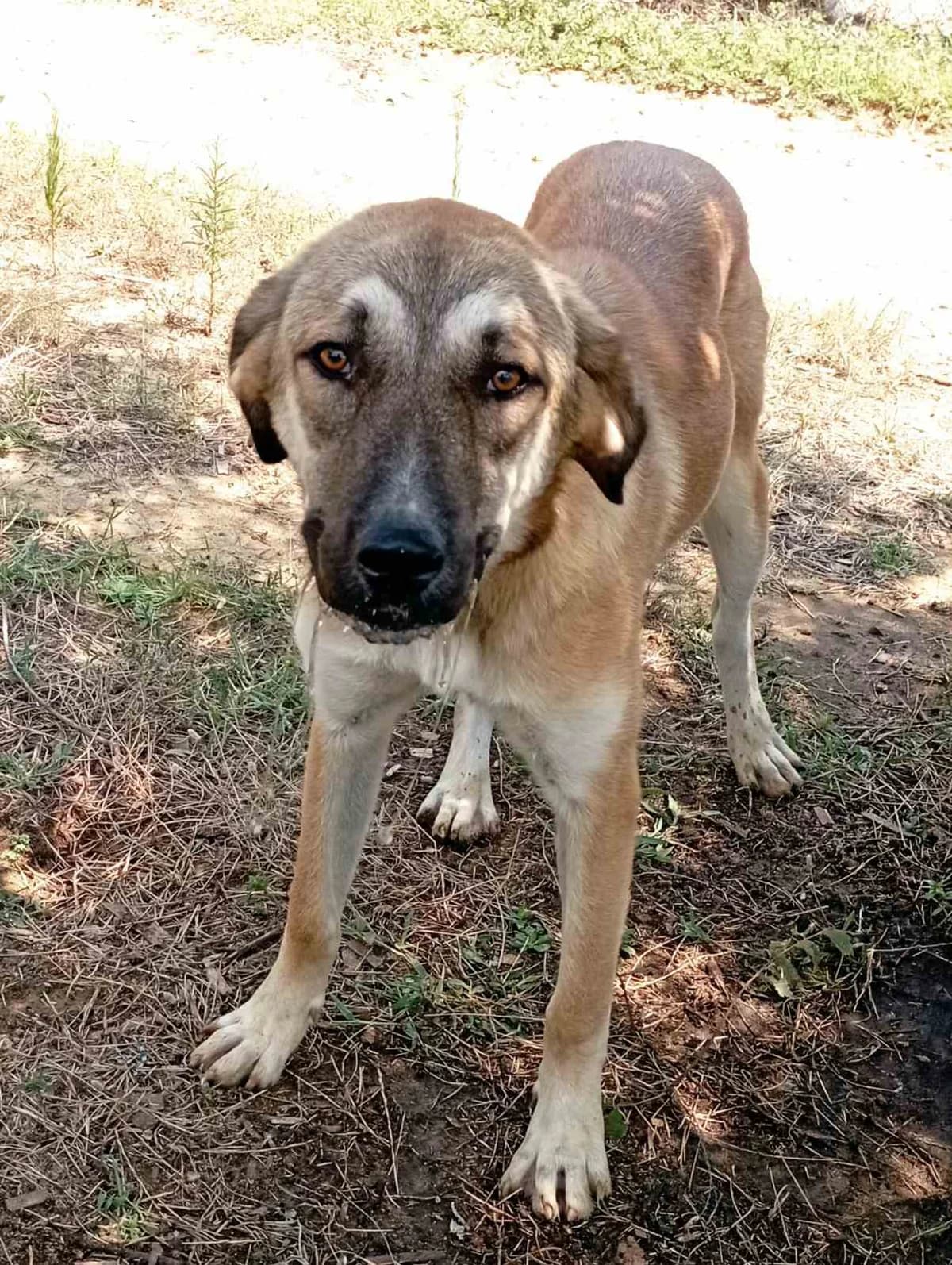 Antzelina (Αντζελίνα),  Mixed Breed for adoption at Αδέσποτοι Φίλοι Ξάνθης, Ξάνθη