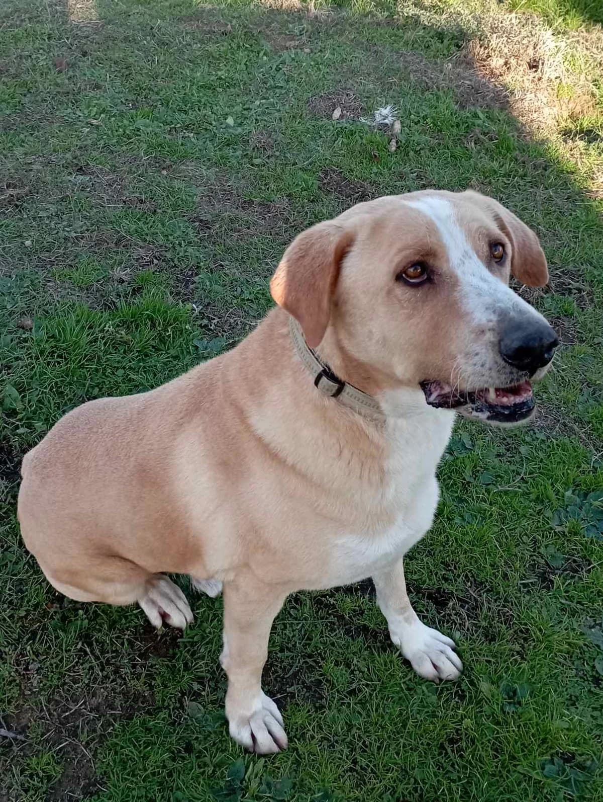Mpoyntalas (Μπουνταλάς),  Mixed Breed for adoption at Αδέσποτοι Φίλοι Ξάνθης, Ξάνθη
