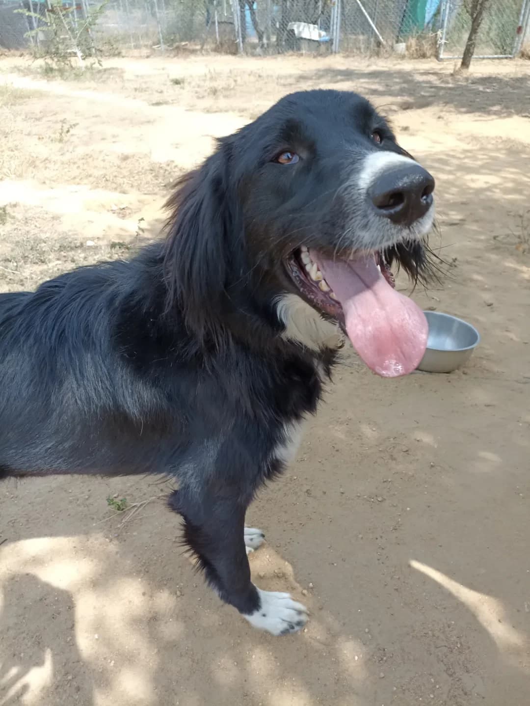 Nefeli (Νεφέλη),  Mixed Breed for adoption at Αδέσποτοι Φίλοι Ξάνθης, Ξάνθη