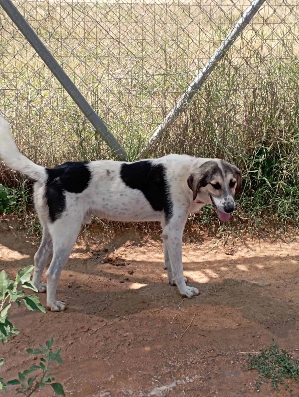 Sol (Σολ),  Mixed Breed for adoption at Αδέσποτοι Φίλοι Ξάνθης, Ξάνθη