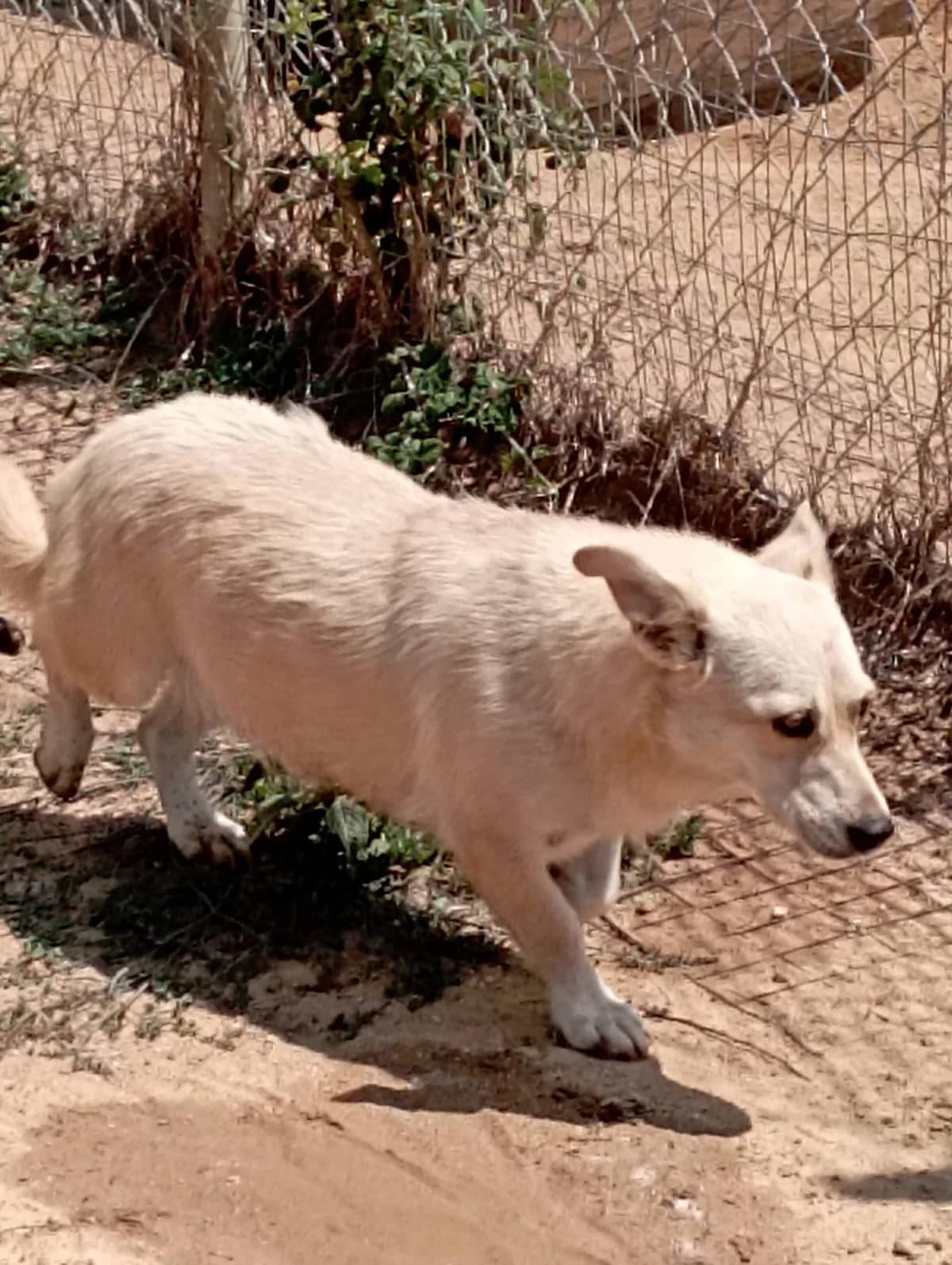 Sanel (Σανέλ),  Mixed Breed for adoption at Αδέσποτοι Φίλοι Ξάνθης, Ξάνθη