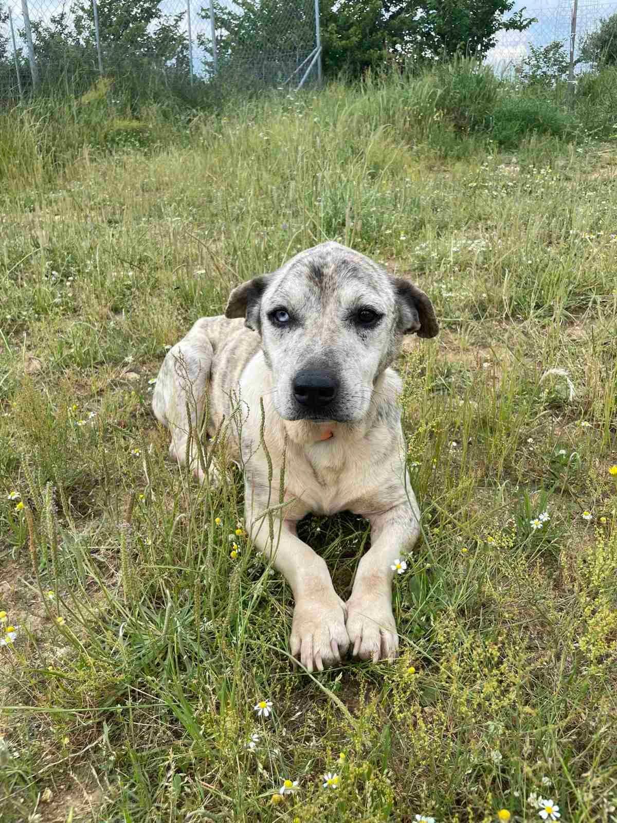 Taz (Ταζ),  Mixed Breed for adoption at Αδέσποτοι Φίλοι Ξάνθης, Ξάνθη