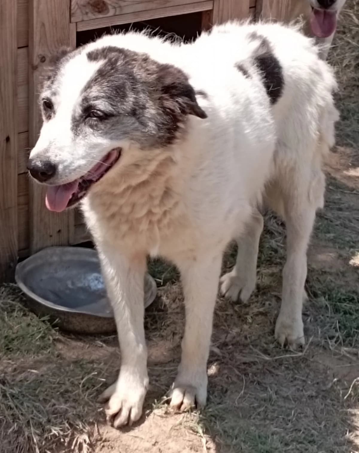 Voyla (Βούλα),  Mixed Breed for adoption at Αδέσποτοι Φίλοι Ξάνθης, Ξάνθη