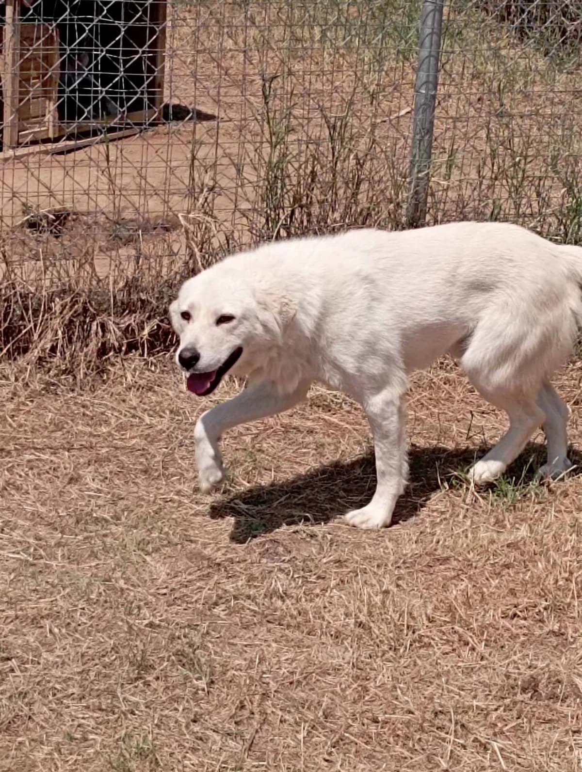 Polo (Πόλο),  Mixed Breed for adoption at Αδέσποτοι Φίλοι Ξάνθης, Ξάνθη