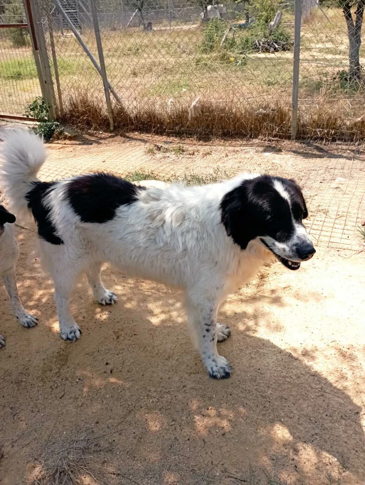 Mpompos (Μπόμπος),  Mixed Breed for adoption at Αδέσποτοι Φίλοι Ξάνθης, Ξάνθη
