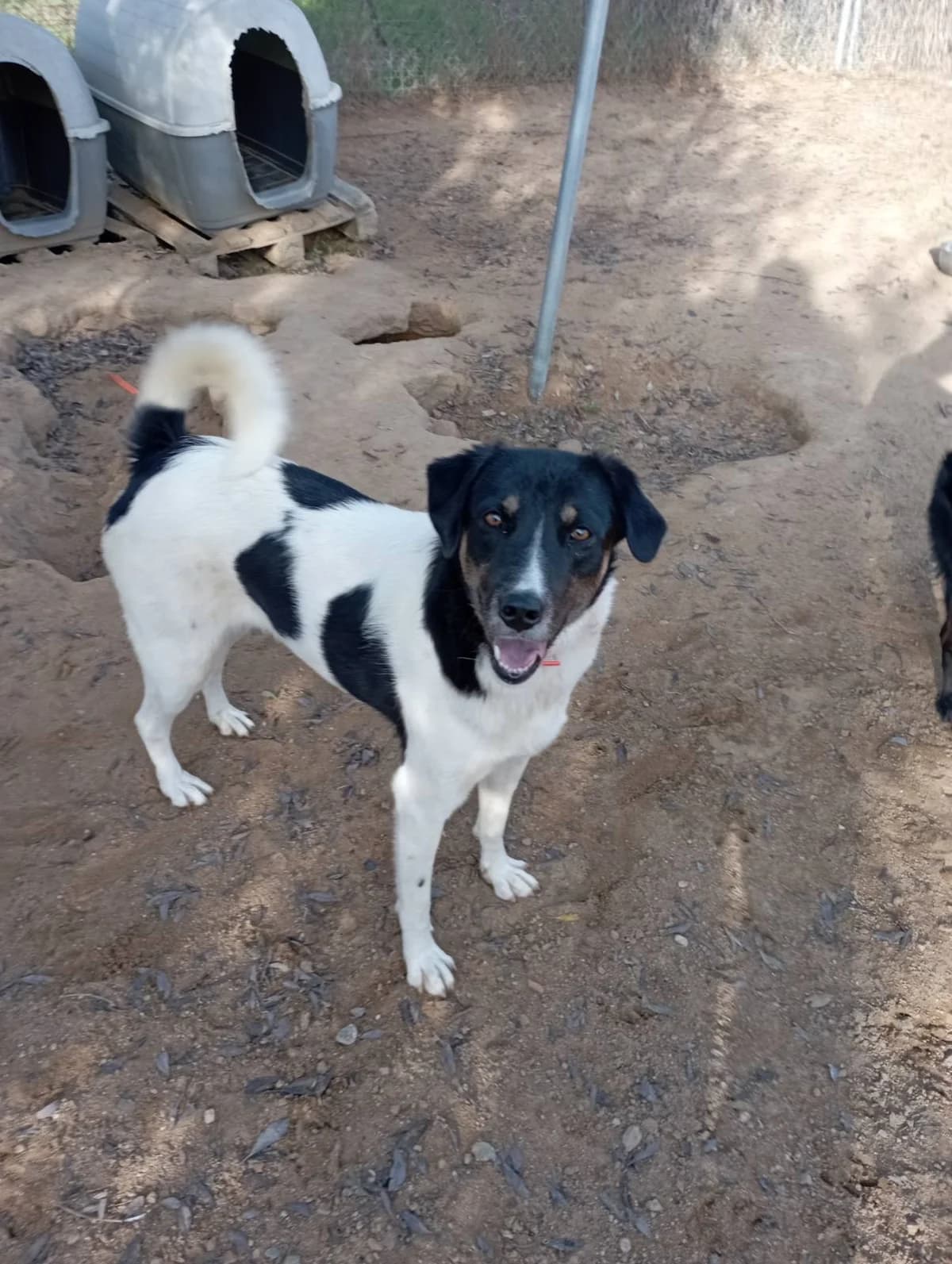 Loyloy (Λουλού), Mixed Breed for adoption at Αδέσποτοι Φίλοι Ξάνθης, Ξάνθη