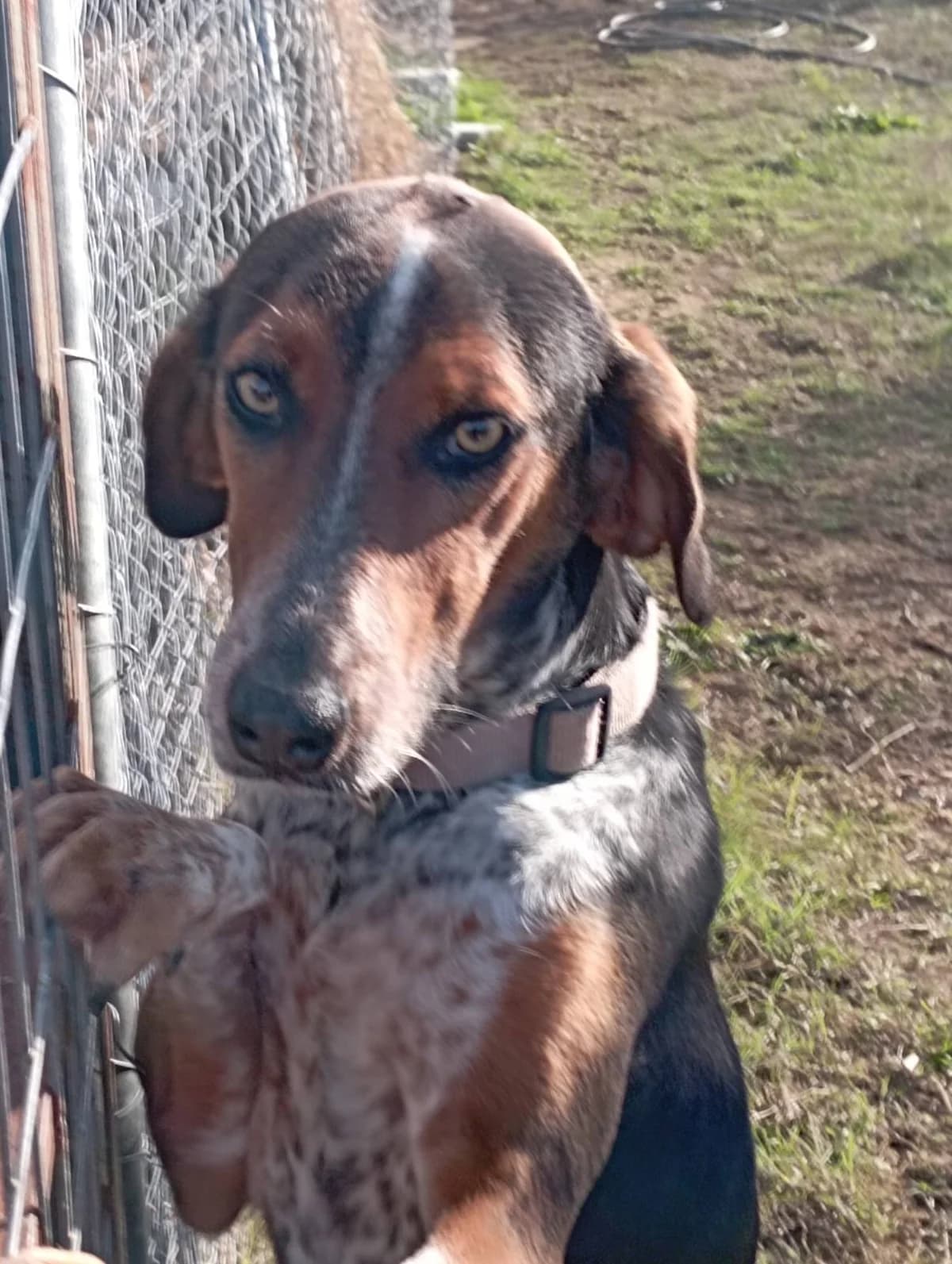 Mariza (Μαρίζα), Mixed Breed for adoption at Αδέσποτοι Φίλοι Ξάνθης, Ξάνθη
