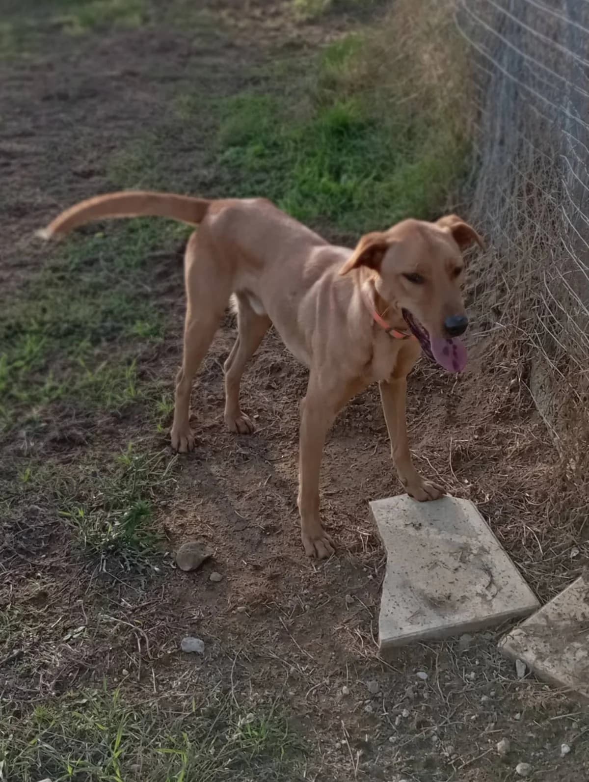 Nestos (Νέστος), Mixed Breed for adoption at Αδέσποτοι Φίλοι Ξάνθης, Ξάνθη