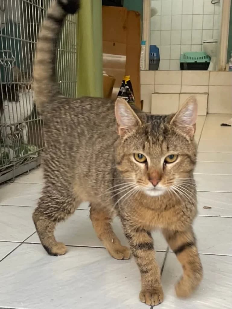 Smoki (Σμόκι), Mixed Breed for adoption at Αδέσποτοι Φίλοι Ξάνθης, Ξάνθη
