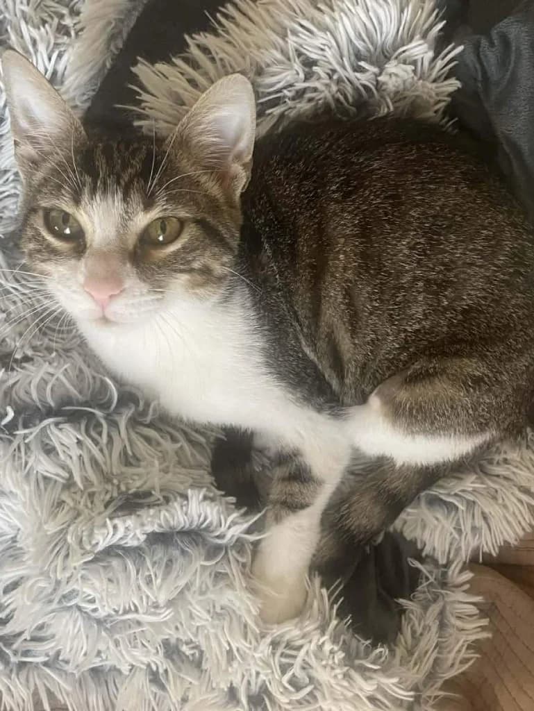 Lili (Λίλι), Mixed Breed for adoption at Αδέσποτοι Φίλοι Ξάνθης, Ξάνθη