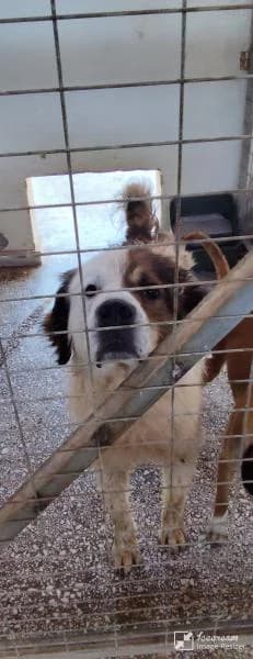 Adespoto 4178 (Αδέσποτο 4178),  Mixed Breed for adoption at Αδέσποτα Δήμου Βόλου, Volos