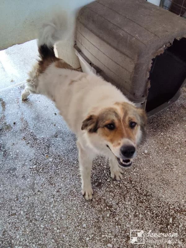 Adespoto 3646 (Αδέσποτο 3646),  Mixed Breed for adoption at Αδέσποτα Δήμου Βόλου, Volos