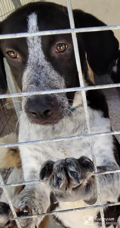 Adespoto 4122 (Αδέσποτο 4122),  Mixed Breed for adoption at Αδέσποτα Δήμου Βόλου, Volos