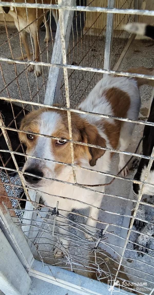 Adespoto 3590 (Αδέσποτο 3590),  Mixed Breed for adoption at Αδέσποτα Δήμου Βόλου, Volos