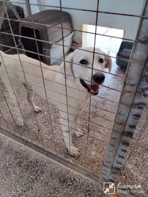 Adespoto 4207 (Αδέσποτο 4207),  Mixed Breed for adoption at Αδέσποτα Δήμου Βόλου, Volos