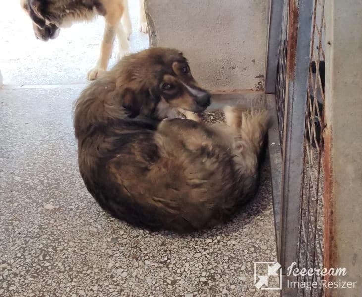 Adespoto 4201 (Αδέσποτο 4201),  Mixed Breed for adoption at Αδέσποτα Δήμου Βόλου, Volos