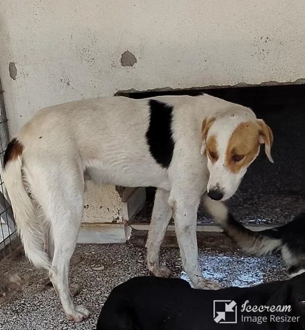 Adespoto 4259 (Αδέσποτο 4259),  Mixed Breed for adoption at Αδέσποτα Δήμου Βόλου, Volos