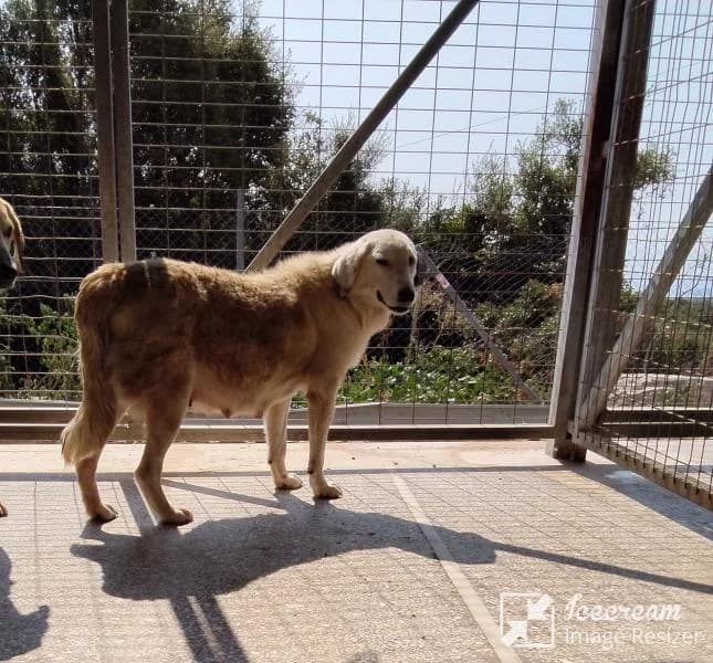 Adespoto 4284 (Αδέσποτο 4284),  Mixed Breed for adoption at Αδέσποτα Δήμου Βόλου, Volos