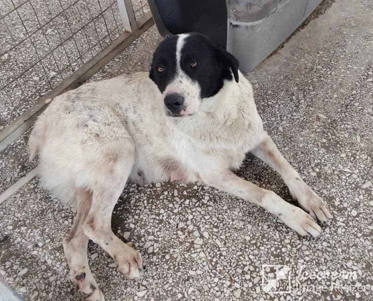 Adespoto 4263 (Αδέσποτο 4263),  Mixed Breed for adoption at Αδέσποτα Δήμου Βόλου, Volos