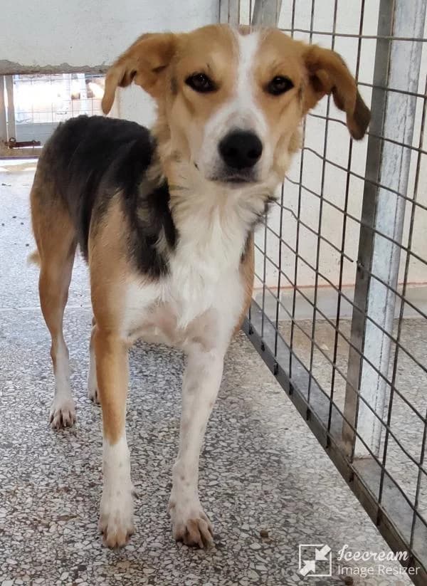 Adespoto 4299 (Αδέσποτο 4299),  Mixed Breed for adoption at Αδέσποτα Δήμου Βόλου, Volos