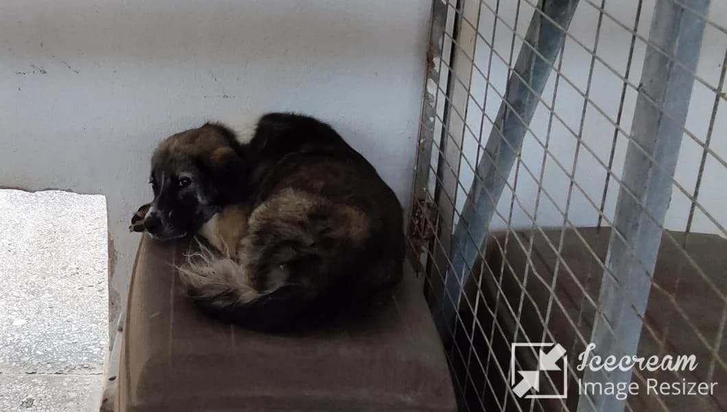 Adespoto 4300 APEVIOSE (Αδέσποτο 4300 ΑΠΕΒΙΩΣΕ),  Mixed Breed for adoption at Αδέσποτα Δήμου Βόλου, Volos