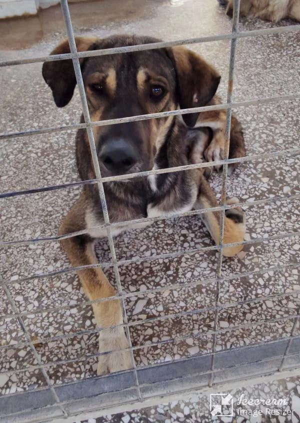 Adespoto 4315 (Αδέσποτο 4315),  Mixed Breed for adoption at Αδέσποτα Δήμου Βόλου, Volos