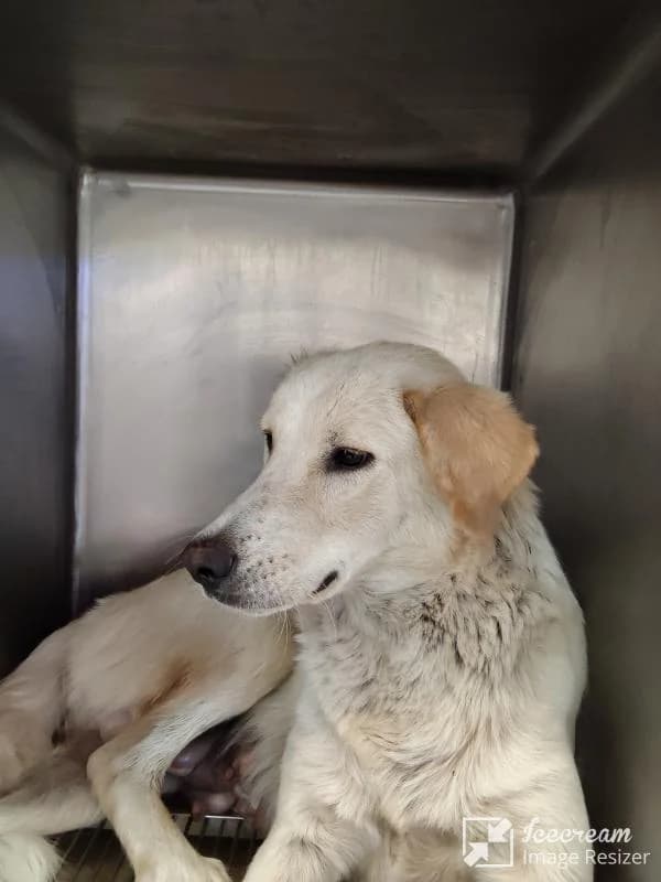 Adespoto 4316 (Αδέσποτο 4316),  Mixed Breed for adoption at Αδέσποτα Δήμου Βόλου, Volos