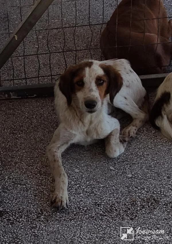 Adespoto 4246 (Αδέσποτο 4246),  Mixed Breed for adoption at Αδέσποτα Δήμου Βόλου, Volos