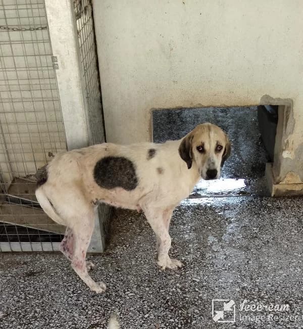 Adespoto 4282 (Αδέσποτο 4282),  Mixed Breed for adoption at Αδέσποτα Δήμου Βόλου, Volos