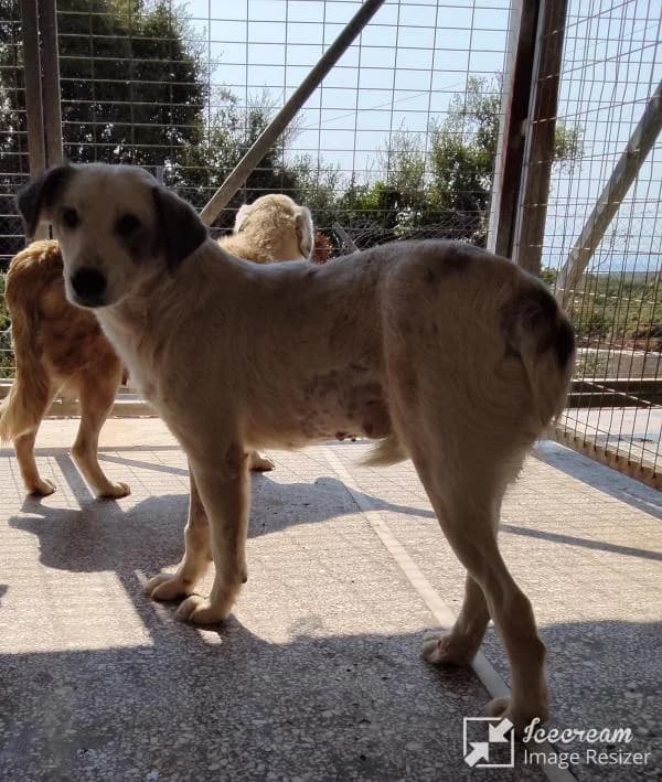 Adespoto 4283 (Αδέσποτο 4283),  Mixed Breed for adoption at Αδέσποτα Δήμου Βόλου, Volos
