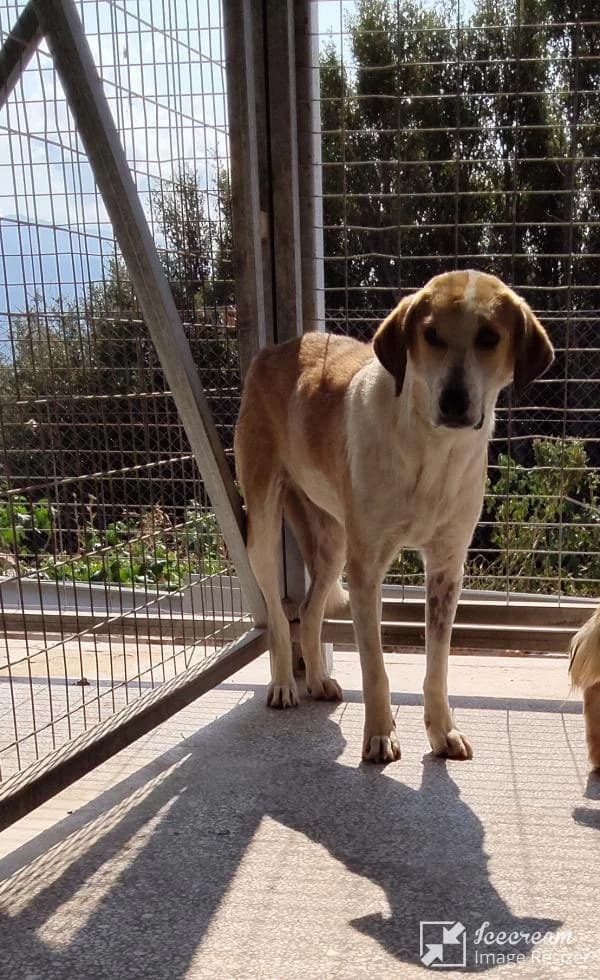 Adespoto 4285 (Αδέσποτο 4285),  Mixed Breed for adoption at Αδέσποτα Δήμου Βόλου, Volos