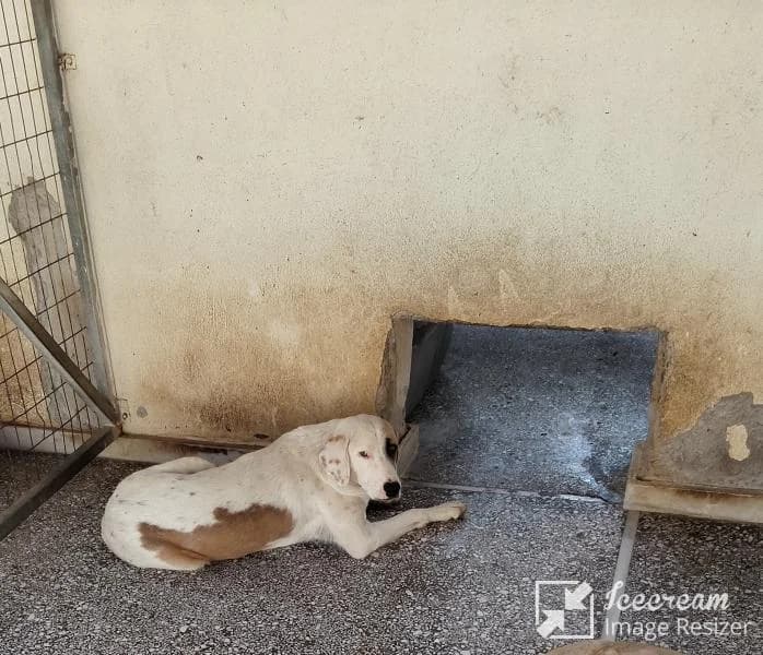 Adespoto 4292 (Αδέσποτο 4292),  Mixed Breed for adoption at Αδέσποτα Δήμου Βόλου, Volos