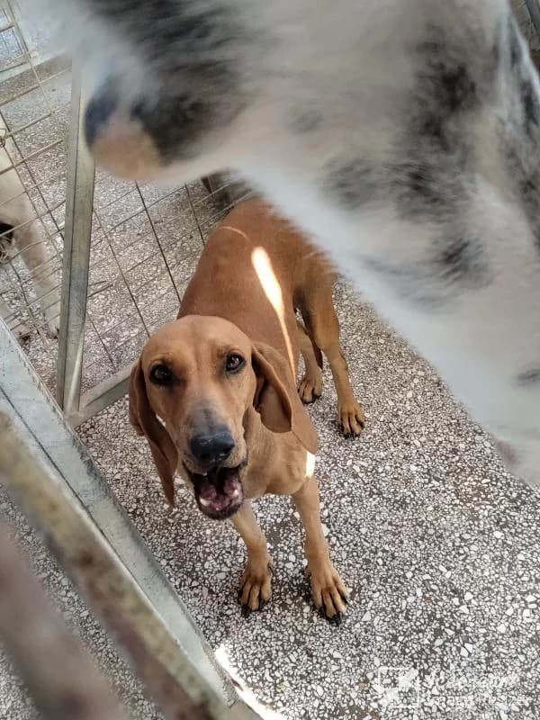 Adespoto 4318 (Αδέσποτο 4318),  Mixed Breed for adoption at Αδέσποτα Δήμου Βόλου, Volos