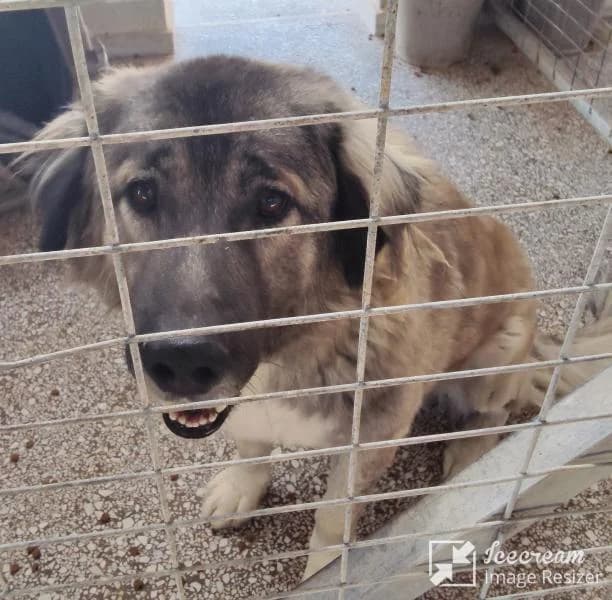 Adespoto 4295 (Αδέσποτο 4295),  Mixed Breed for adoption at Αδέσποτα Δήμου Βόλου, Volos