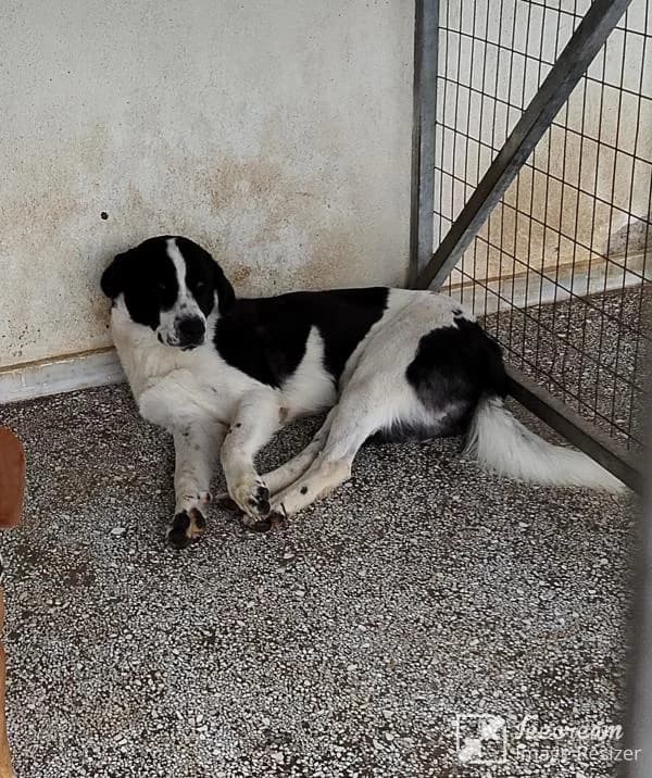 Adespoto 4385 (Αδέσποτο 4385),  Mixed Breed for adoption at Αδέσποτα Δήμου Βόλου, Volos