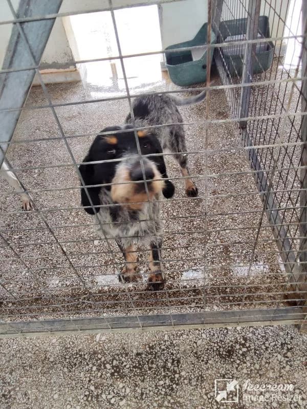 Adespoto 4340 (Αδέσποτο 4340),  Mixed Breed for adoption at Αδέσποτα Δήμου Βόλου, Volos
