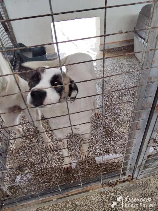 Adespoto 4388 (Αδέσποτο 4388),  Mixed Breed for adoption at Αδέσποτα Δήμου Βόλου, Volos