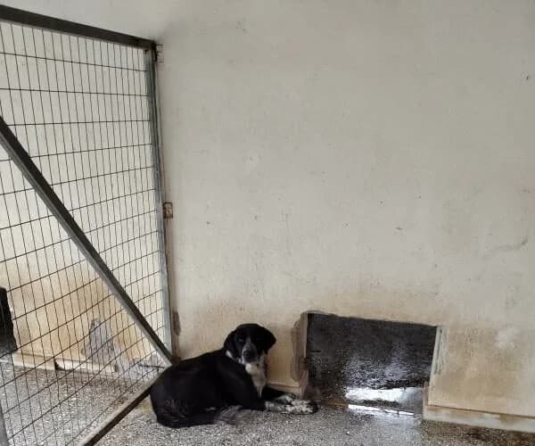 Adespoto 4409 (Αδέσποτο 4409),  Mixed Breed for adoption at Αδέσποτα Δήμου Βόλου, Volos