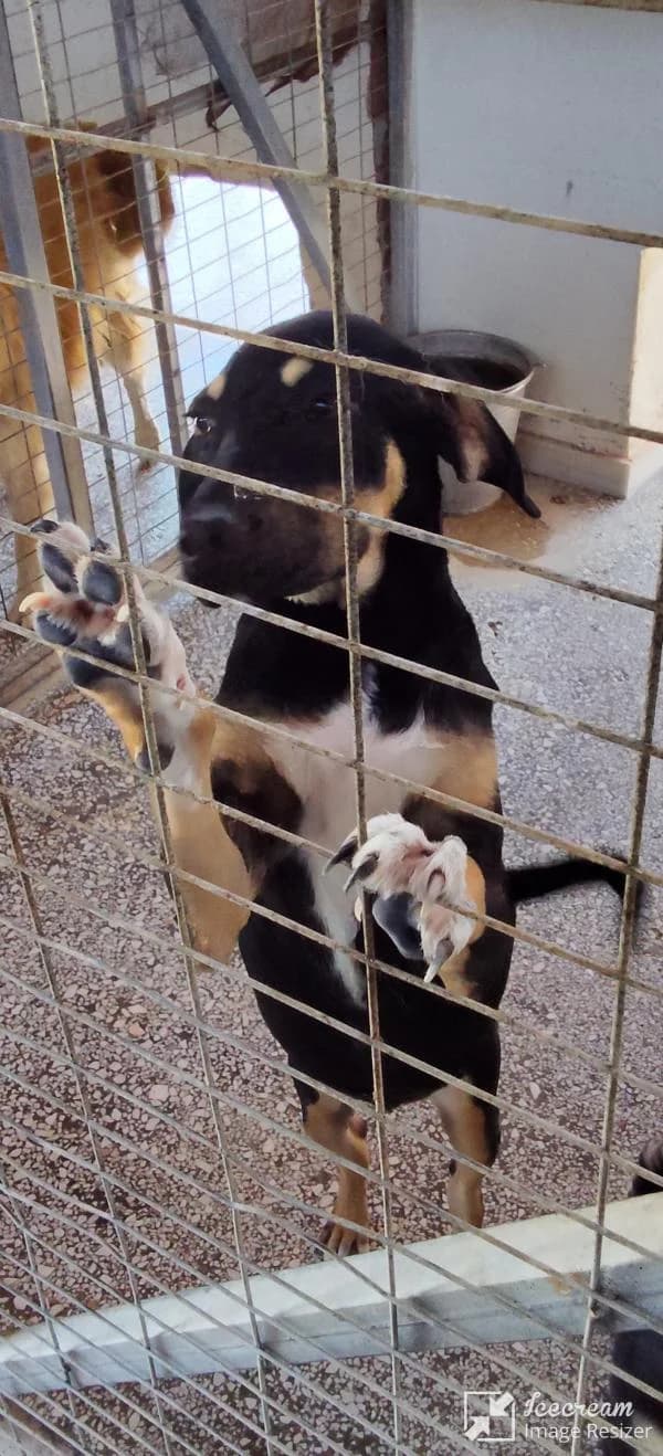 Adespoto 3931 (Αδέσποτο 3931),  Mixed Breed for adoption at Αδέσποτα Δήμου Βόλου, Volos