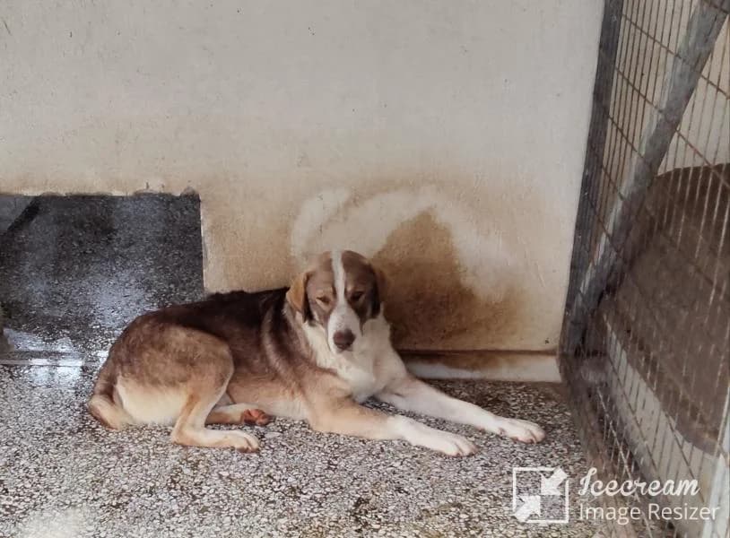 Adespoto 4398 (Αδέσποτο 4398),  Mixed Breed for adoption at Αδέσποτα Δήμου Βόλου, Volos