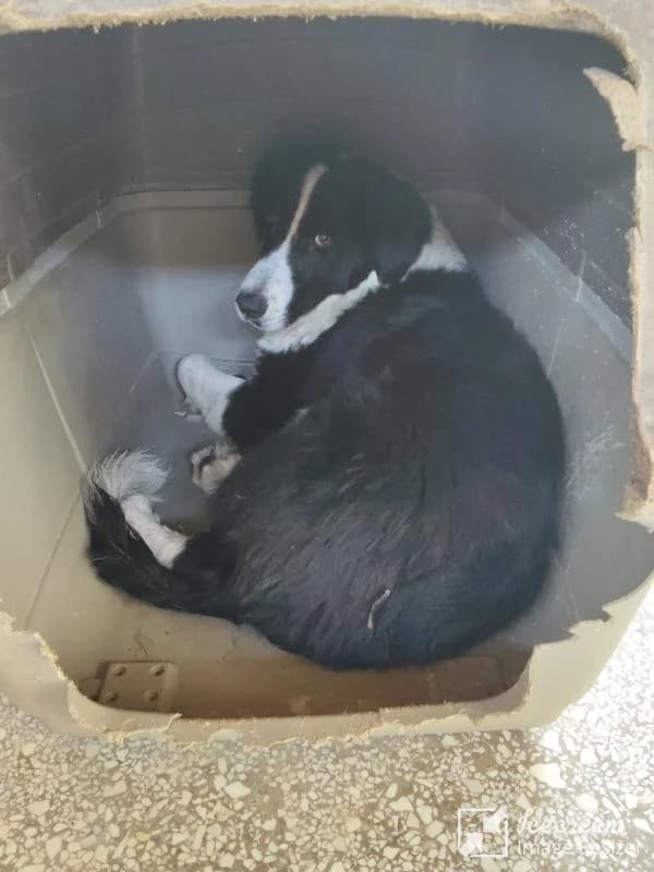 Adespoto 4421 (Αδέσποτο 4421),  Mixed Breed for adoption at Αδέσποτα Δήμου Βόλου, Volos