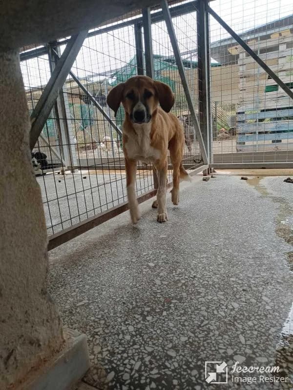Adespoto 4423 (Αδέσποτο 4423),  Mixed Breed for adoption at Αδέσποτα Δήμου Βόλου, Volos