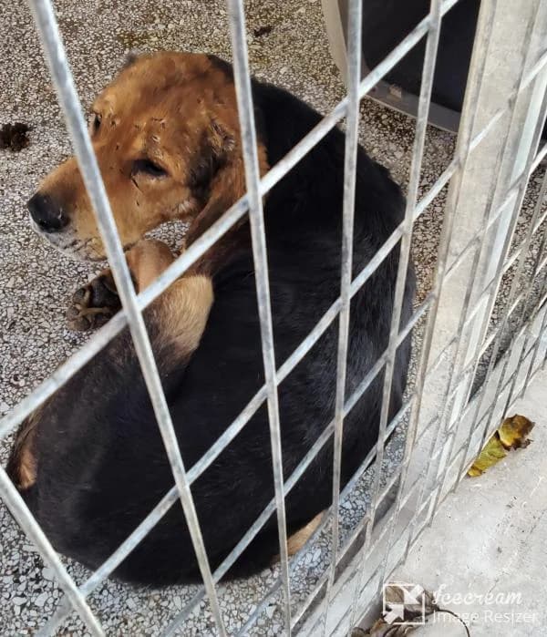 Adespoto 4411 (Αδέσποτο 4411),  Mixed Breed for adoption at Αδέσποτα Δήμου Βόλου, Volos