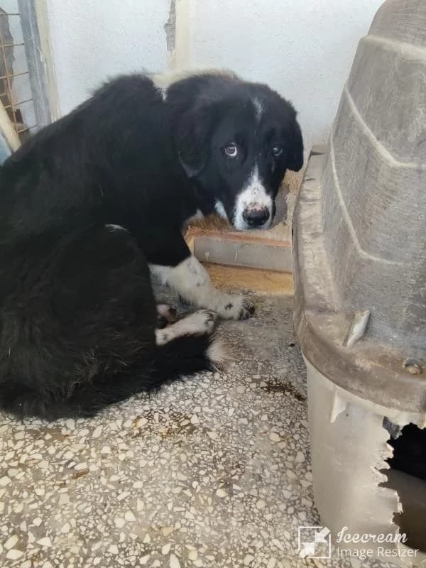 Adespoto 4420 (Αδέσποτο 4420),  Mixed Breed for adoption at Αδέσποτα Δήμου Βόλου, Volos
