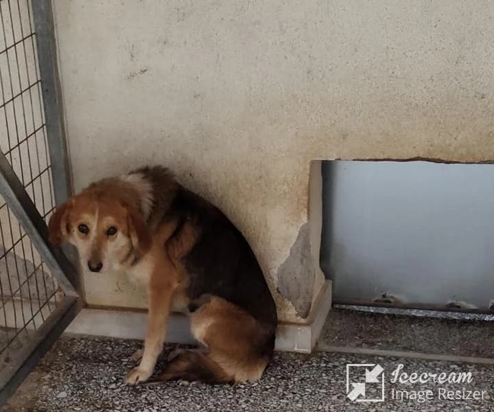 Adespoto 4415 (Αδέσποτο 4415),  Mixed Breed for adoption at Αδέσποτα Δήμου Βόλου, Volos