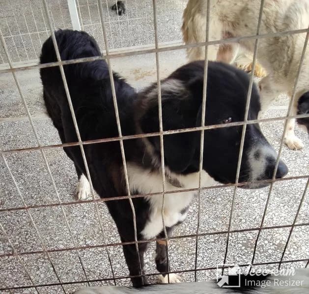 Adespoto 4426 (Αδέσποτο 4426),  Mixed Breed for adoption at Αδέσποτα Δήμου Βόλου, Volos